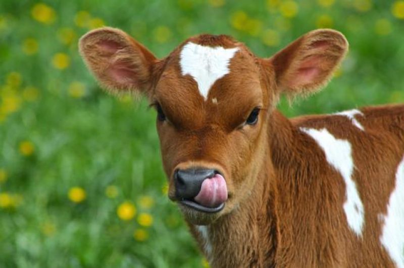 Calf 