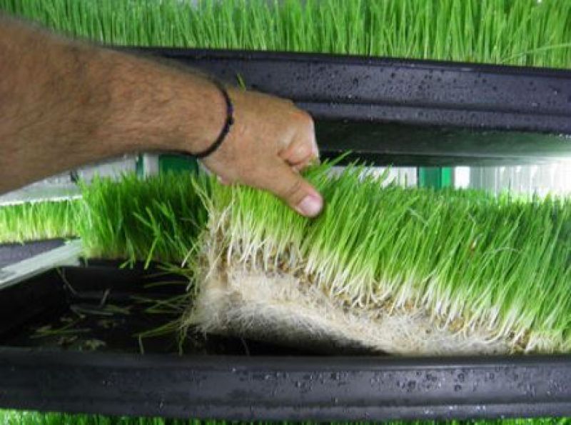 Hydroponic Fodder 