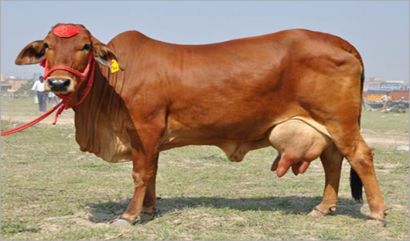 Shahiwal Cow 