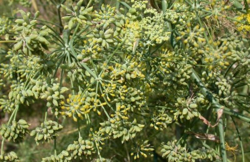  Fennel Seeds Farming 