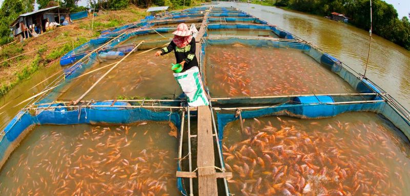 Fish Farming