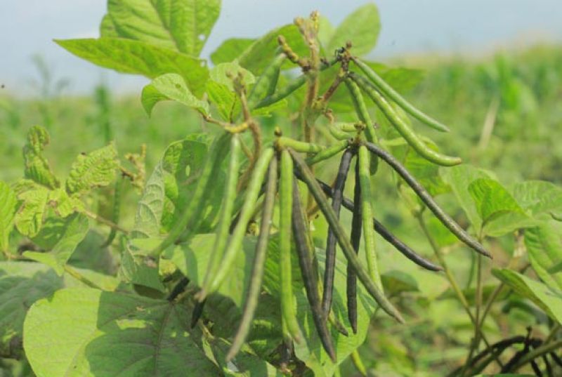 green gram green gram