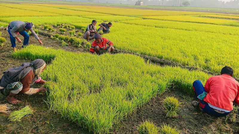 PUNJAB GOVT. NOTIFIES TO TRANSPLANT PADDY FROM JUNE 13