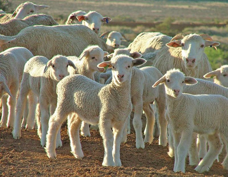  sheep farming 