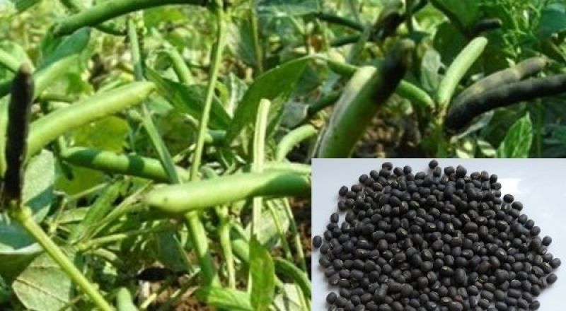 Black Gram
