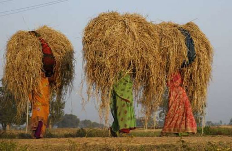 High court stops collecting fines from straw-fed farmers