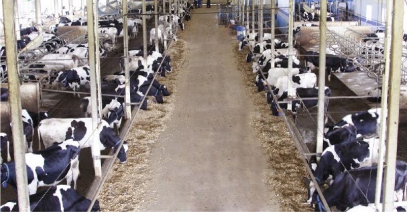 Dairy Farm  Dairy Farm