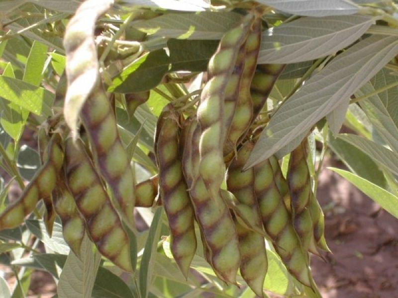 Arhar Crop Cultivation