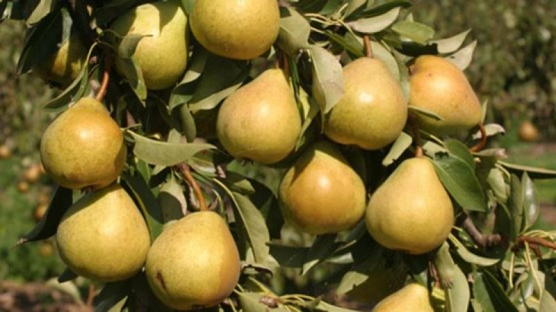 Pears Cultivate 