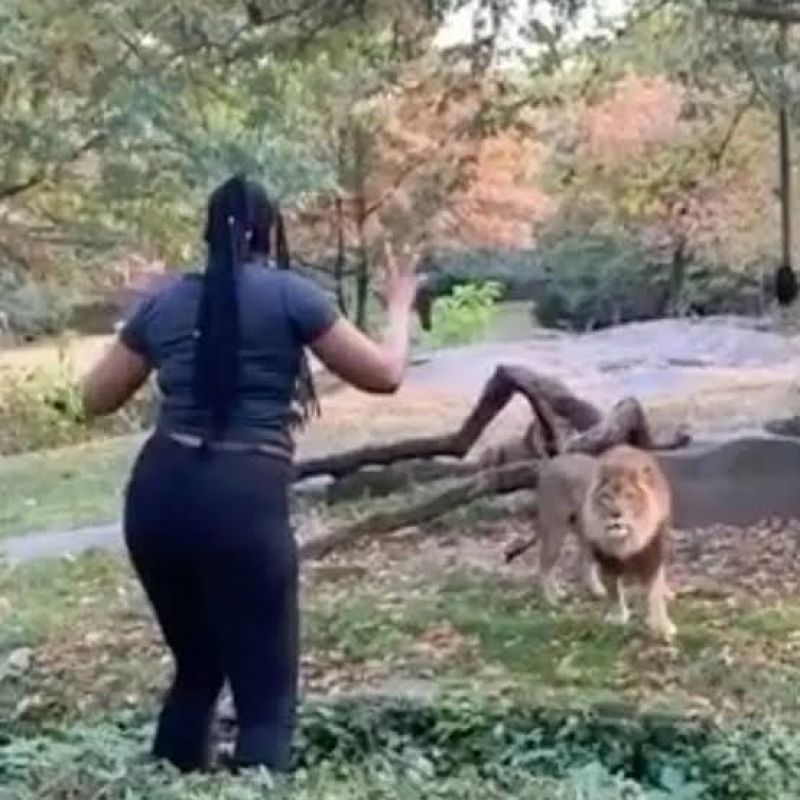new york bronx zoo woman climbs into zoo enclosure and taunts lion viral video
