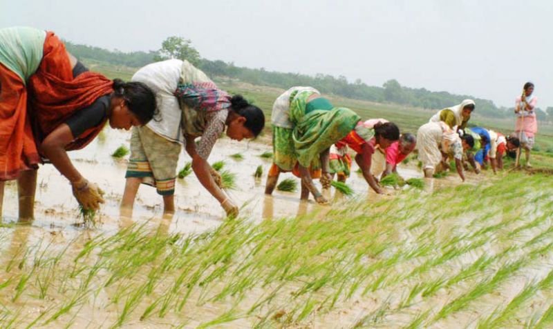 Jahrkhand Agriculture 