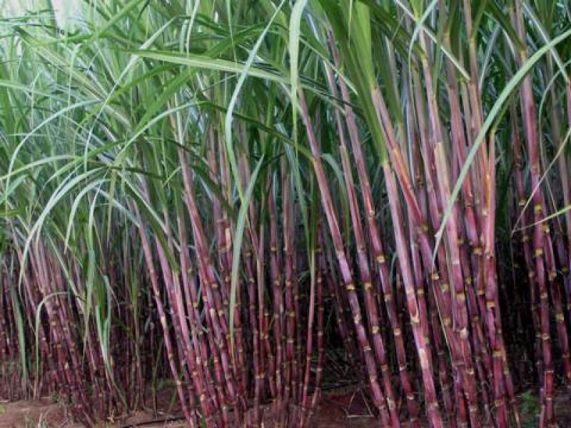 Sugarcane cultivation