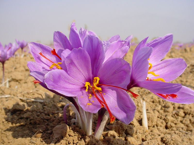 saffron