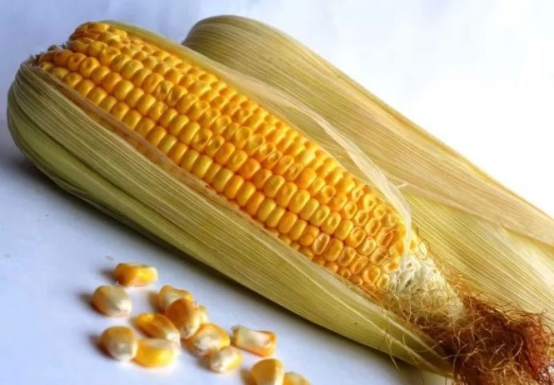 bhutta eat bhutta eat