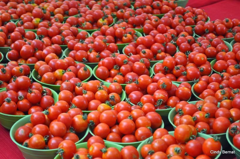  Tomato cultivation 