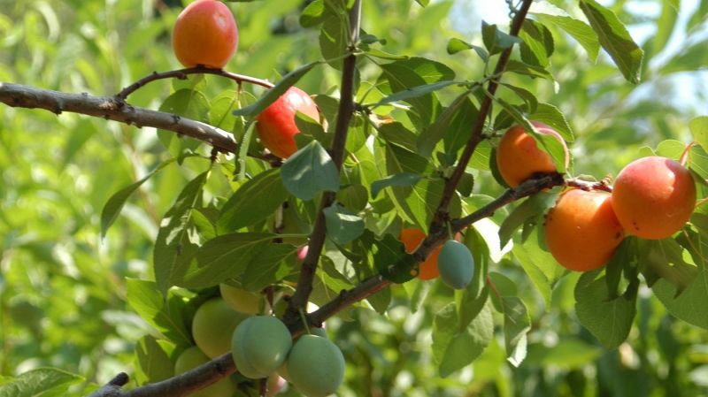 growing 40 types of fruit on one tree