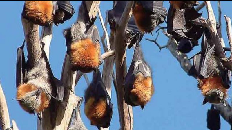 vaishali people are worship of bats vaishali people are worship of bats