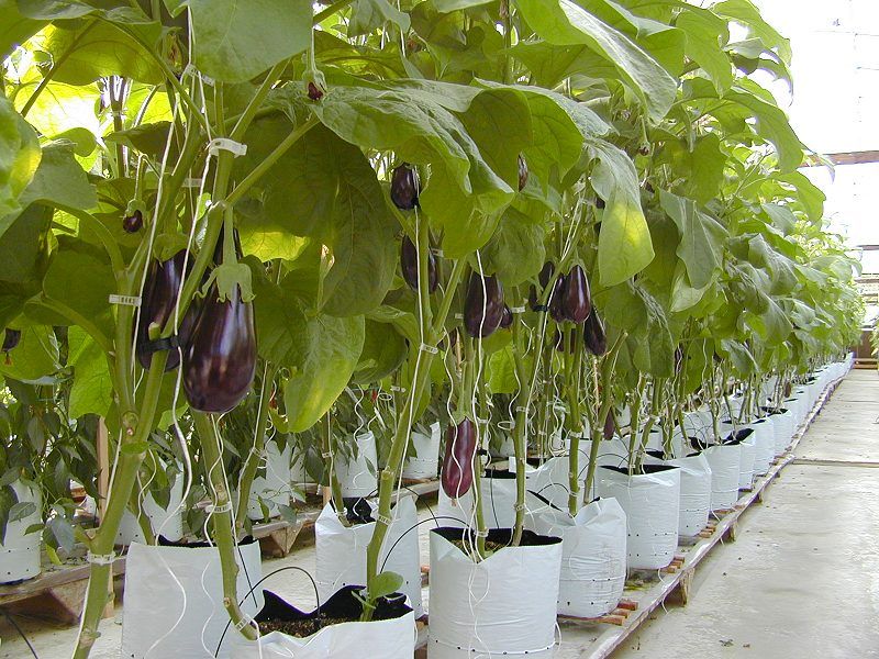  Cultivate Brinjal