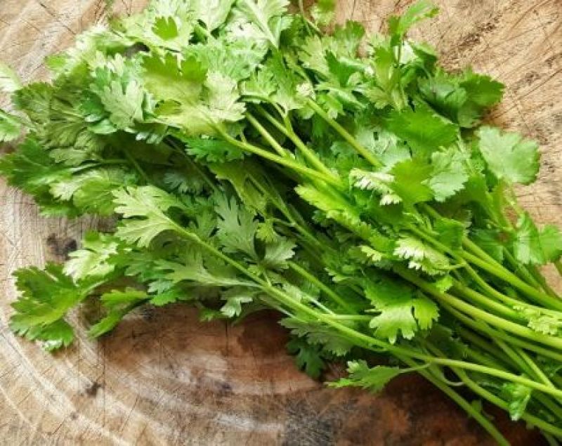 Coriander leaves
