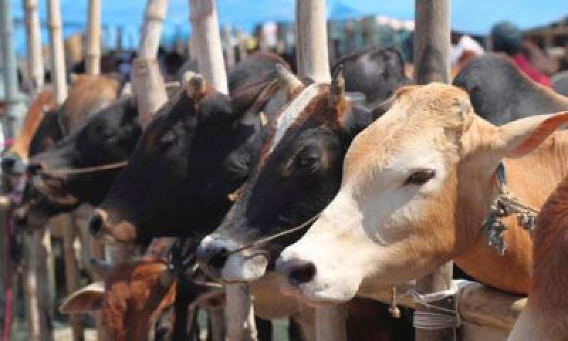 Ghummanhera Gaushala Cows