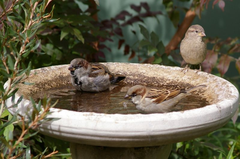 sparrows get relax 