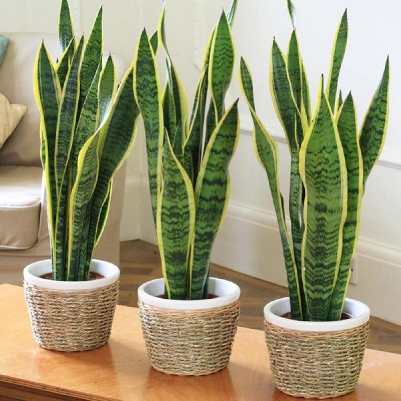 Snake plant