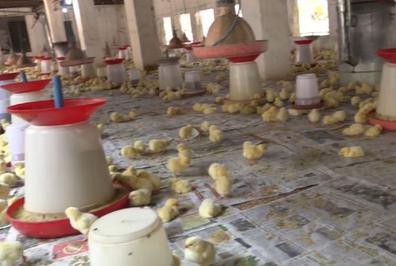 Poultry Farm 