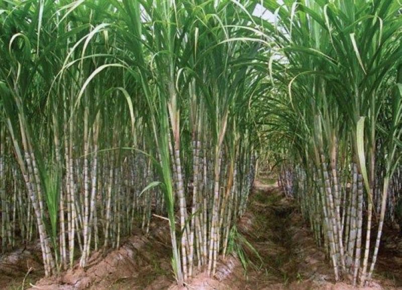 Sugarcane