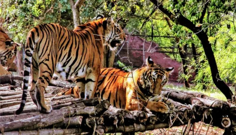 Zoo Zoo