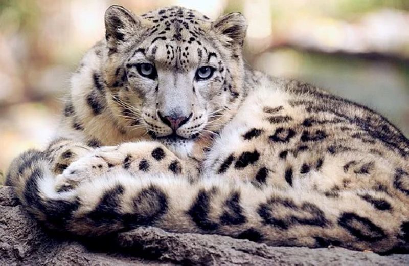 Snow Leopards 