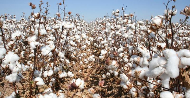 cotton crop