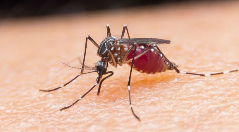 Malaria Malaria