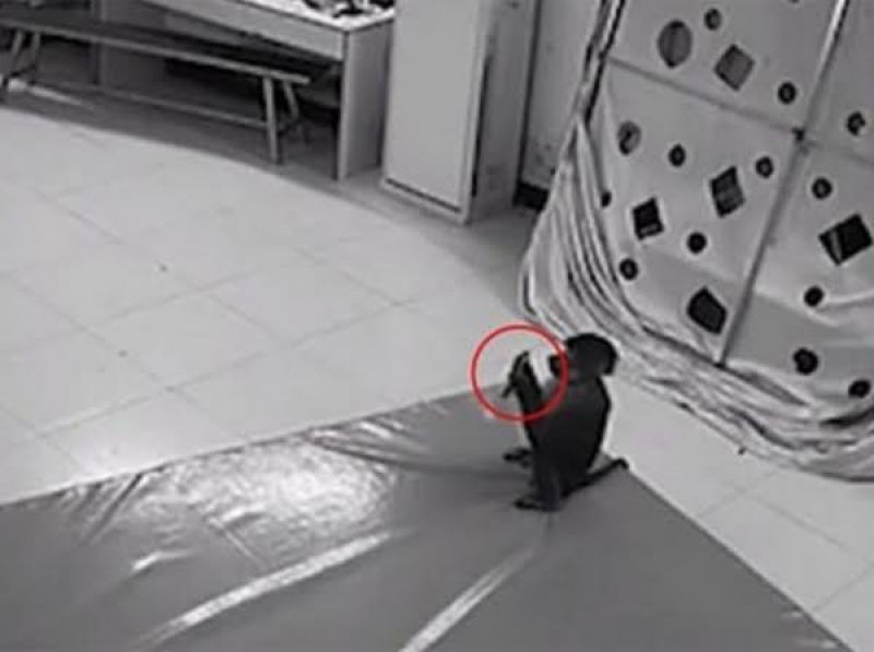 Monkey does online shopping from phone