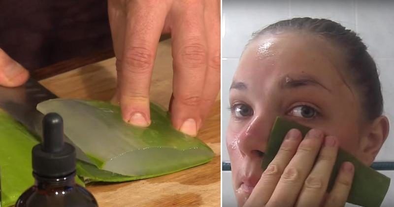 Aloe Vera Aloe Vera