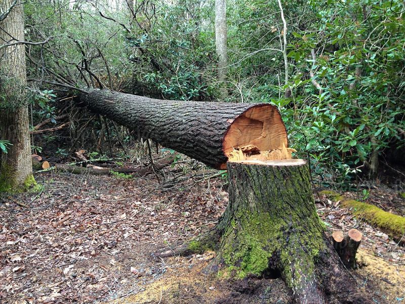 Cut tree Cut tree