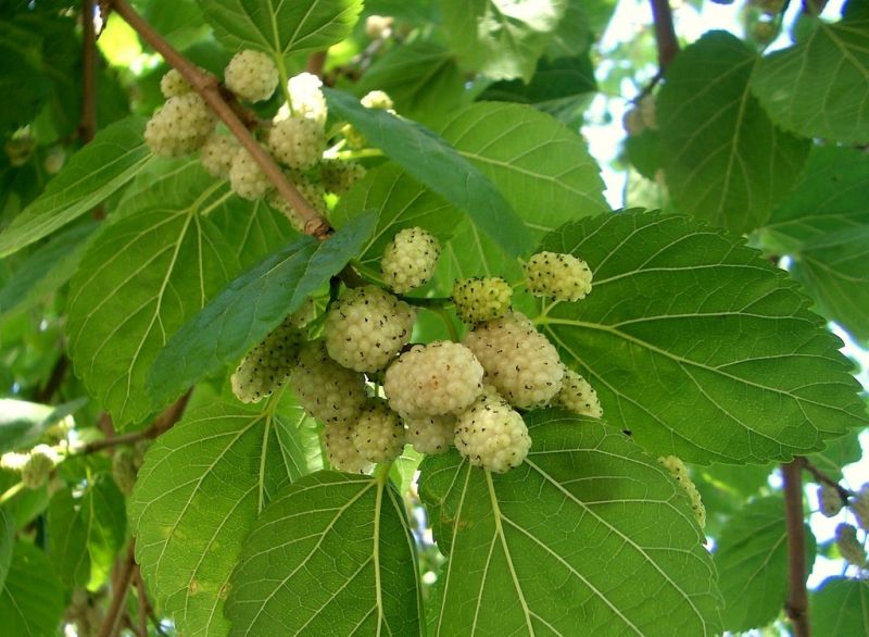 Mo mulberry cultivation