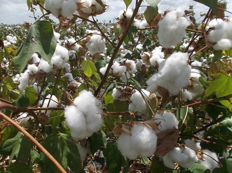 Cotton Corporation will launch in the market from October 1st