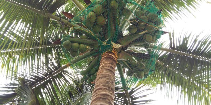Coconut Farming Coconut Farming