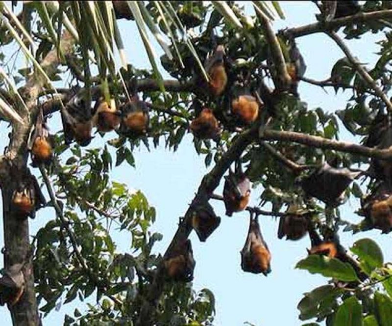 Bats in Vaishali Bats in Vaishali