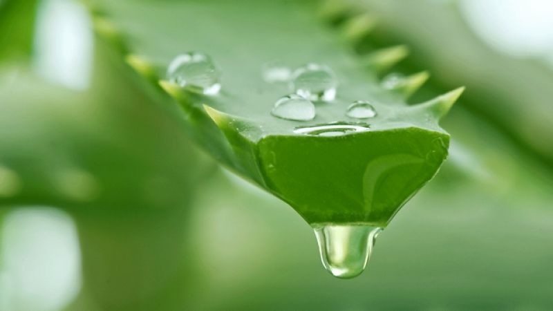 Aloe vera