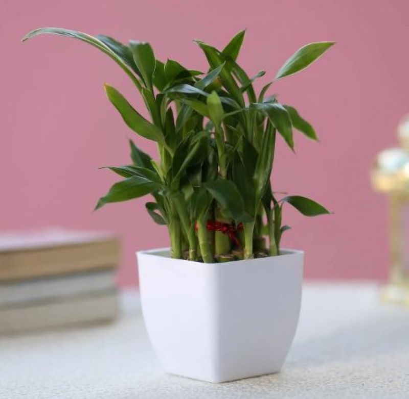 Bamboo Plants Bamboo Plants