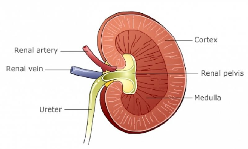 kidney