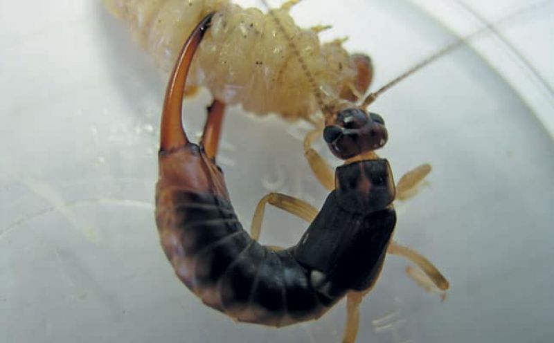 Beneficial insects can help farmers