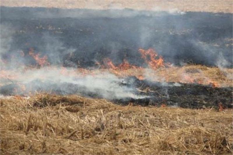 stubble burning