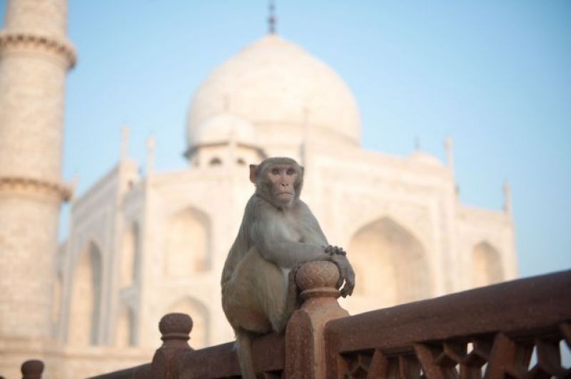 Monkey in Taj Mahal