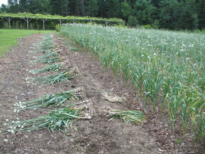 Garlic Farming