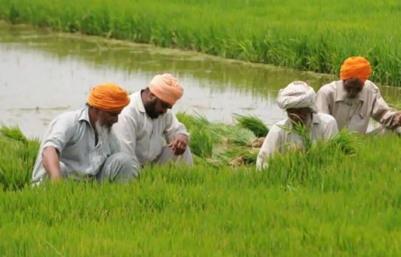 paddy sowing paddy sowing