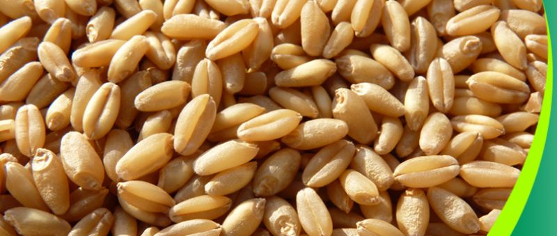 Wheat 
