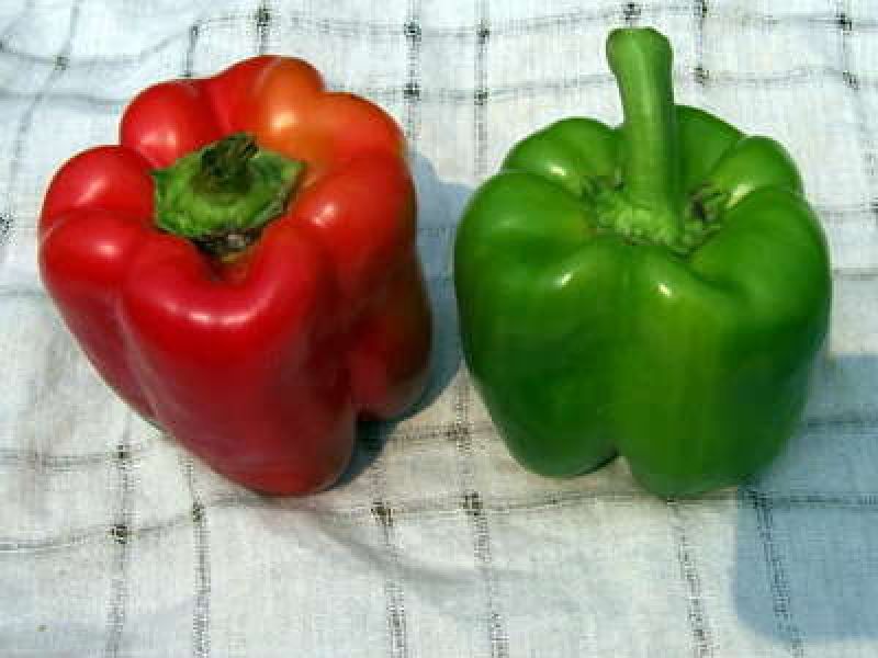 Capsicum