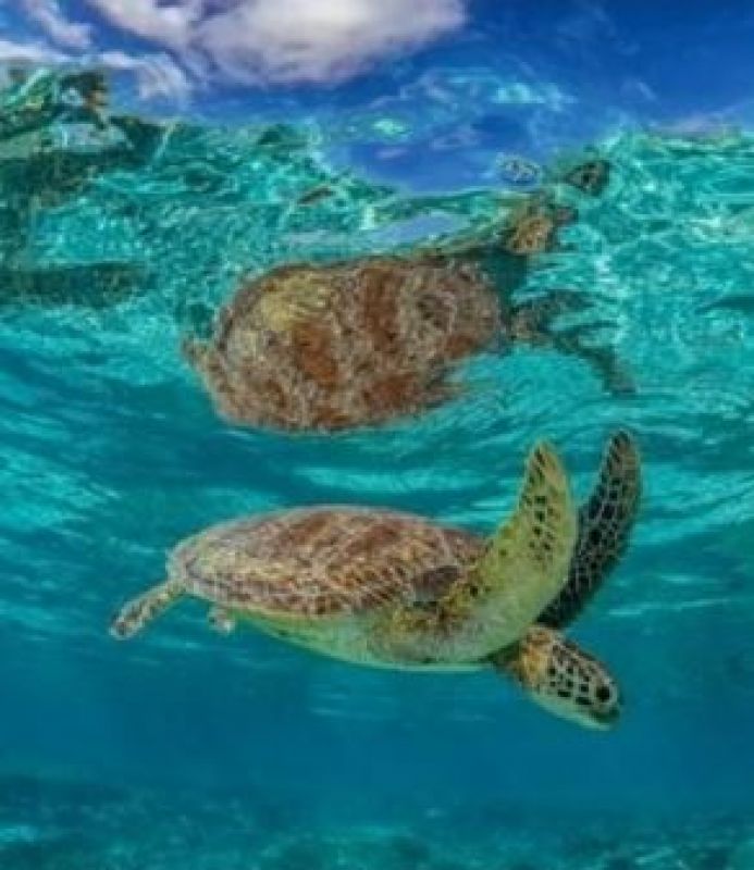 green turtles